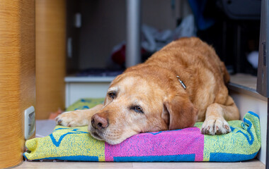 Tired yellow labrador dog resting on the floor of a motorhome