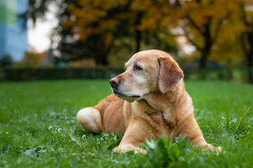 Cute old yellow labrador laying on the grass with the tree covered in autumn colours in the background
