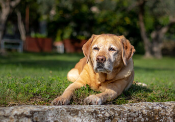 Yellow labrador laying in the grass