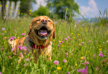 Happy smiling fox red labrador retriever laying in the meadow between colourful flowers