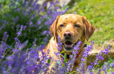 Fox red labrador dog posing behind lavander