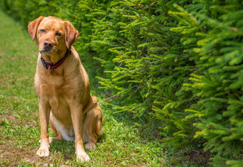 Cute fox red labrador retriever sitting and posing in front of sprouces
