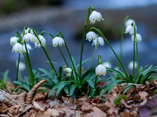 Beautiful snowdrops blooming in springtime in the forest