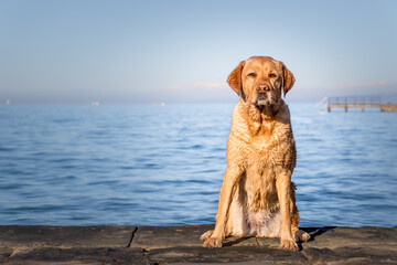 Fox red labrador dog on the beach