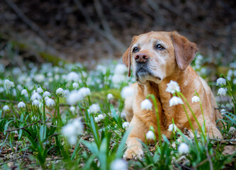 Old fox red yellow labrador retriever laying in lots of snowdrops 