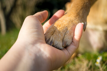 Dogd paw in human hand symbolizing a bond between humans and pets