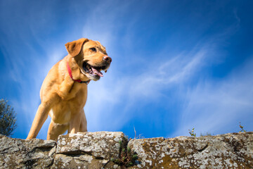 Cute fox red labrador photo from below the sky