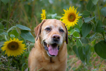 Old fox red labrador dog posing in the field of sunflowers