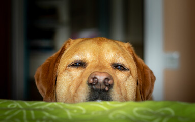 Grumpy fox red labradors face on the humans bed demanding attention