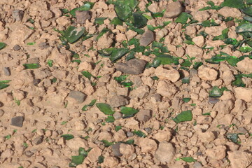 Green glass shards on the ground