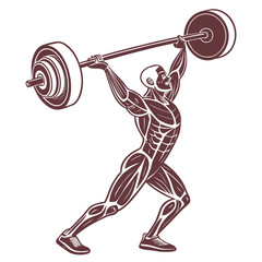 Muscular Man Lifting Barbell – Anatomical Weightlifting Illustration Vector