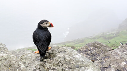 Atlantic puffin (fratercula arctica) on the cliffs of Skellig Island on foggy day, Ireland. Copy...