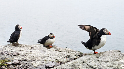 Group of Atlantic puffins (fratercula arctica) on the cliffs of Skellig Island, Ireland. Copy space