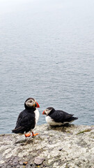 A couple of Atlantic puffins (fratercula arctica) taking a rest on the cliffs of Skellig Island, Ireland. Vertical