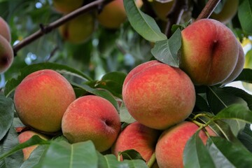 Close-Up of Peaches on Tree for Organic Product Packaging and Harvest Themes