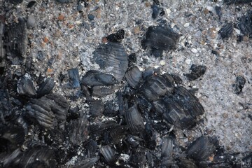 Cracked Charcoal Texture for Use in Eco, Camping, or Destruction-Themed Designs