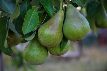 Cluster of Ripe Pears on Tree for Autumn Harvest Posters and Organic Market Ads