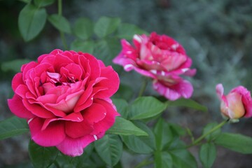 Double pink roses blooming in green garden. Two fresh pink roses blooming side by side in a garden. Ideal for nature stock, romantic themes, floral branding, and seasonal designs.