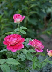 Blooming rose bush with multiple pink flowers. A vibrant rose bush with several pink blossoms in different stages. Perfect for gardening blogs, floral decor visuals, or seasonal nature sto