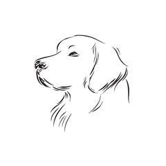 A golden retriever's head in profile on a white background.