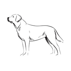 Obraz premium A line drawing of a standing Labrador Retriever.