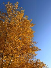 Autumn yellow golden tree foliage against sky.