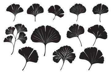 Fototapeta premium flat ginkgo biloba leaf silhouette icon set isolated on transparent background. Nature eco black vector collection