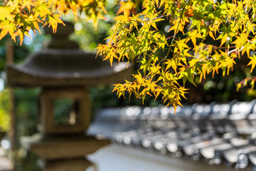 Sunlit yellow-green Japanese maple leaves in sharp focus with a stone lantern and temple wall blurred in the background.