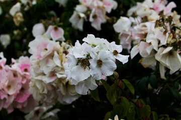 White Flowers With Hints Of Pink With Green Leaves