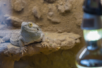 Bearded Agama lizard - Pogona vitticeps in a terrarium while feeding a cockroach