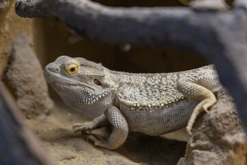 Bearded Agama lizard - Pogona vitticeps in a terrarium while feeding a cockroach