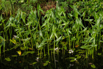 Arrowhead, arrow shaped leaves and white flowers, growing in water near the shore of a ditch