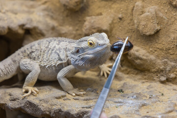 Bearded Agama lizard - Pogona vitticeps in a terrarium while feeding a cockroach