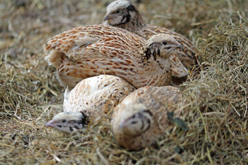Small group of quails in hay