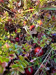 plump burgundy red cranberries on the vine - cranberry picking 