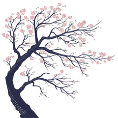 yoshino cherry on white background 