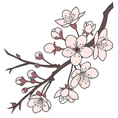 branch of yoshino cherry
