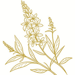 Fototapeta premium vector illustration of yellow loosestrife