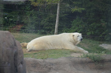 white polar bear