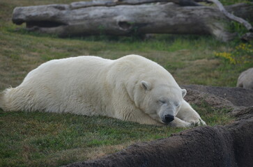 polar bear in the zoo