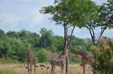 giraffe in the savannah