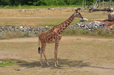 giraffe in the wild