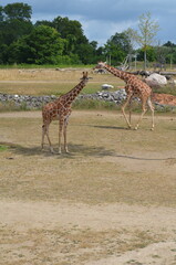 giraffe in the zoo