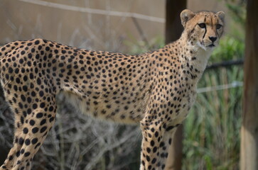 cheetah on the grass