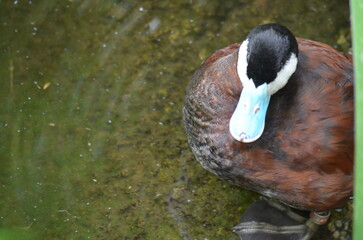 close up of a duck