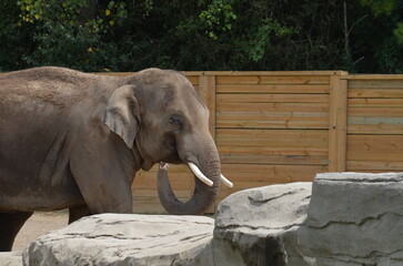 elephant in the zoo