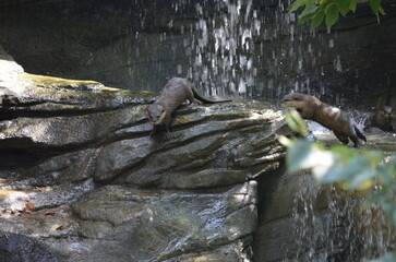 Otters in a waterfall