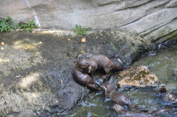 Otters in water