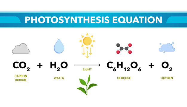 Photosynthesis Equation Vector Diagram. Transparent Educational Illustration of Carbon Dioxide, Water, Light, Glucose, and Oxygen Reaction