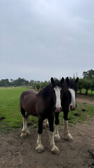 horses on a farm